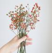 【生花】野ばらの実(つまみ)20-30cm程度　※実色時期により異なる【OT】