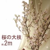 生花】桜の大枝 200cm程度【宅急便発送不可。来店引き渡しのみ】 - 花