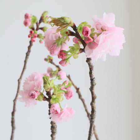 【08直前FJ】ヤエ桜(80cm程度)【OT】全農ぐんま