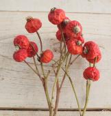 ※販売期間外※即日★【ドライ】J・flow/ローズヒップ （半ドライ※）【P3-23】