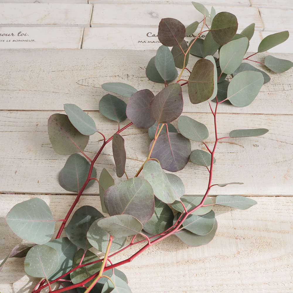 生花 国産ユーカリ ポリアンセモス 50cm Ot 愛媛 静岡など 通販 はなどんやアソシエ 生花 国産ユーカリ ポリアンセモス 50cm Ot 愛媛 静岡など 通販 はなどんやアソシエ