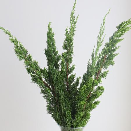 【生花】貝塚イブキ　60-70cm程度  日本草花園【OT】