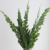 【生花】貝塚イブキ　60-70cm程度  日本草花園【OT】