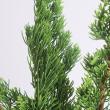 【生花】貝塚イブキ　60-70cm程度  日本草花園【OT】