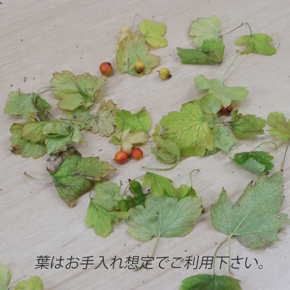 08直前!!】サンザシ(実つき)秀L 愛媛中央農協 - 花材通販はなどんや