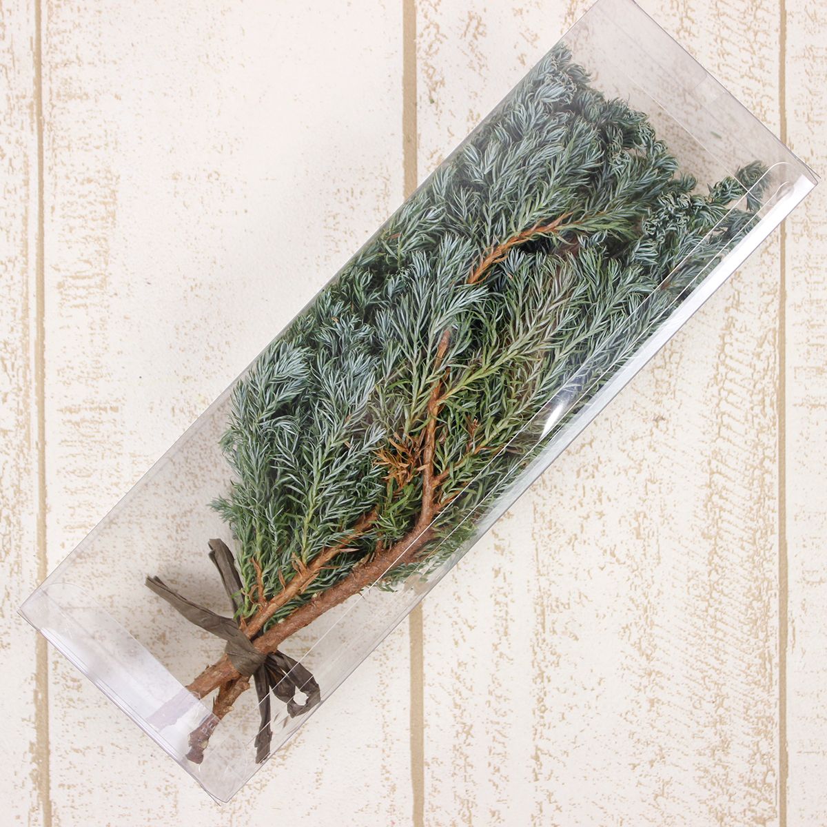 ドライ】J・flow/長作園のコニファ ブルーバード(クリアケース入り