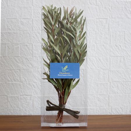 【ドライ】J・flow/長作園の小葉金宝樹(クリアケース入り)【01】