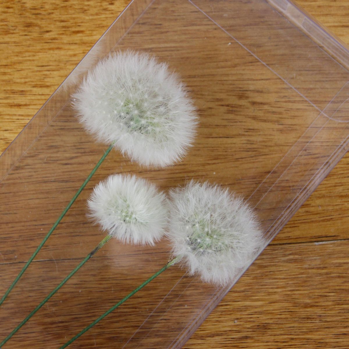 ドライ J Flow 長作園のタンポポ綿毛 クリアケース入り 2輪 01 Hd 5 通販 はなどんやアソシエ ドライ J Flow 長作園のタンポポ綿毛 クリアケース入り 2輪 01 Hd 5 通販 はなどんやアソシエ