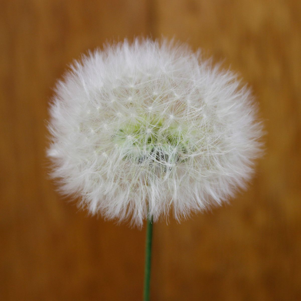 ドライ J Flow 長作園のタンポポ綿毛 クリアケース入り 2輪 01 Hd 5 通販 はなどんやアソシエ ドライ J Flow 長作園のタンポポ綿毛 クリアケース入り 2輪 01 Hd 5 通販 はなどんやアソシエ