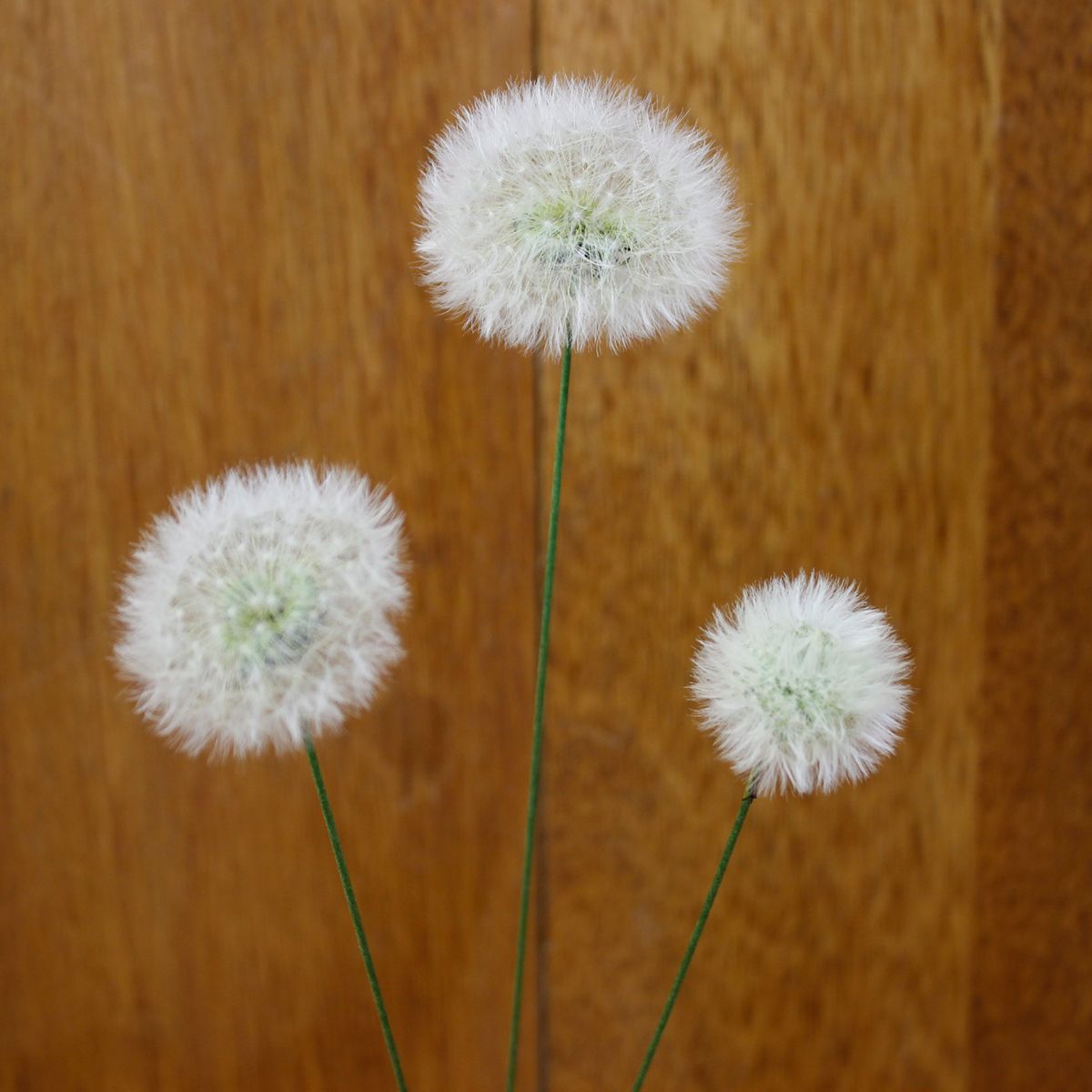 ドライ J Flow 長作園のタンポポ綿毛 クリアケース入り 2輪 01 Hd 5 通販 はなどんやアソシエ ドライ J Flow 長作園のタンポポ綿毛 クリアケース入り 2輪 01 Hd 5 通販 はなどんやアソシエ