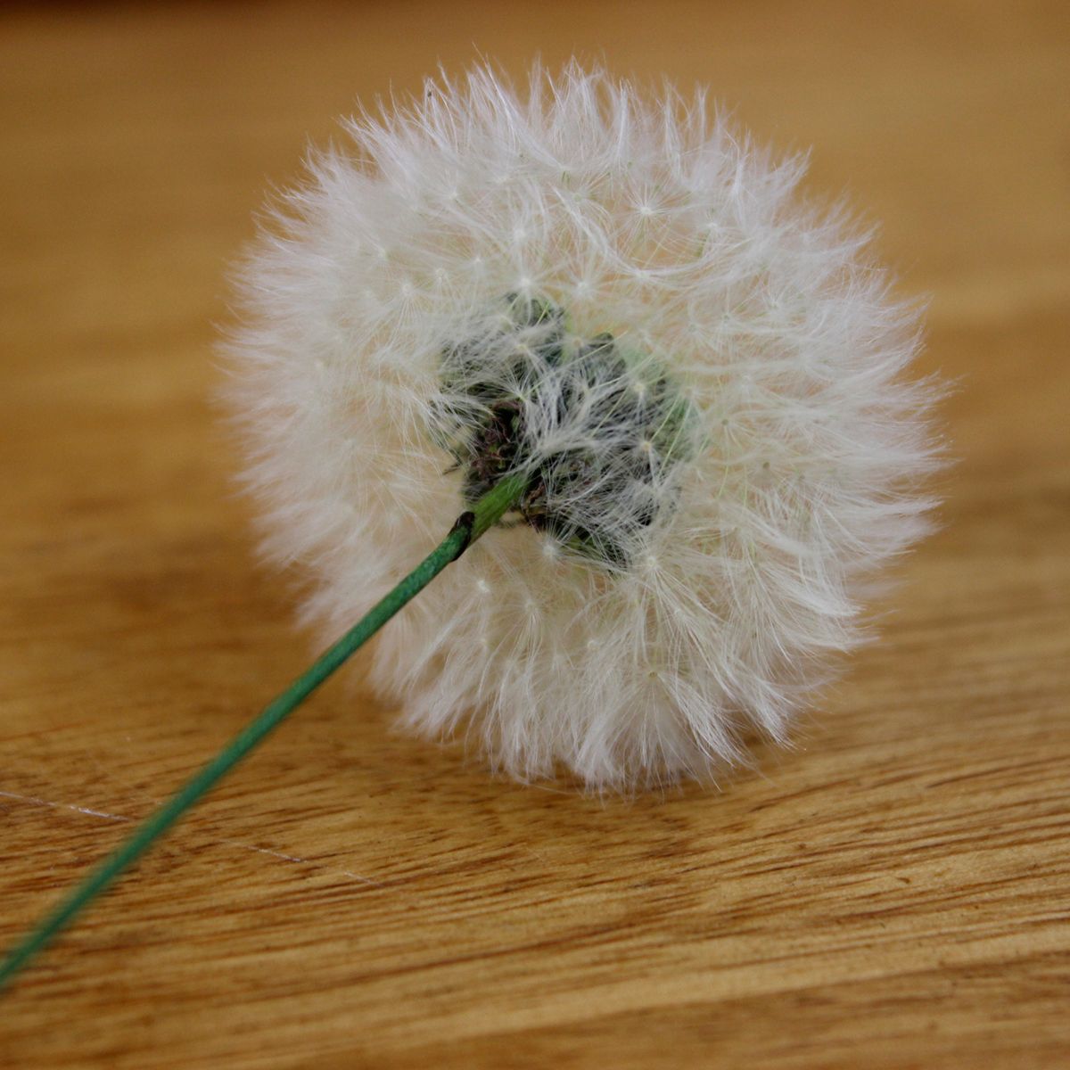 ドライ J Flow 長作園のタンポポ綿毛 クリアケース入り 2輪 01 Hd 5 通販 はなどんやアソシエ ドライ J Flow 長作園のタンポポ綿毛 クリアケース入り 2輪 01 Hd 5 通販 はなどんやアソシエ