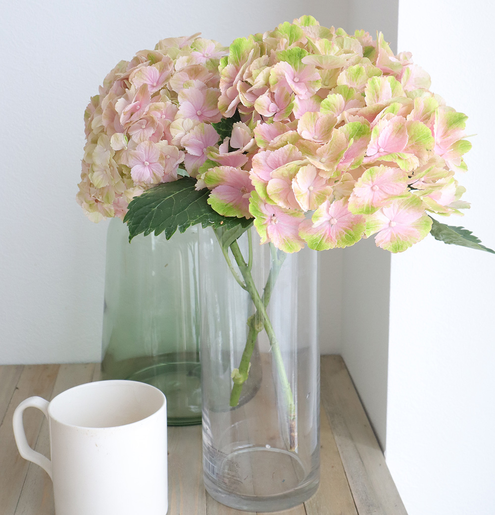 08直前FJ】ハイドランジア レンブラントエステート(ピンク系) JA庄内