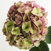 08直前FJ】ハイドランジア ロデオクラシック・ピンクグリーン3A【生花