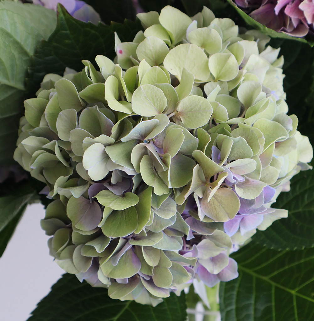 希少 ウォールサイン木製ヴィンテージ青果店 バスケット 果物 野菜 花 立体的 希少 ウォールサイン木製ヴィンテージ青果店 バスケット 果物