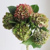 ※販売期間外※【08直前!!】青木園芸アジサイ　アルプスオータム　大中サイズ