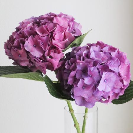 【08直前!!!】アジサイ　ロデオパープル　40-50CM程度【生花】