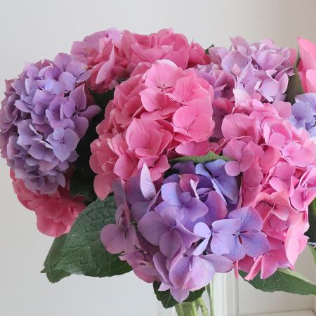 【08直前!】アジサイ　Mガーネット(ピンク〜パープル系)　アキバナーセリー【生花】