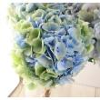 【08直前!】アジサイ　ベレナブルーアンティーク系　青木園芸【生花】