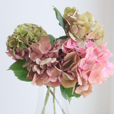 08直前!】アジサイ A.Mガーネット(ピンク〜緑系)15CM アキバナーセリー