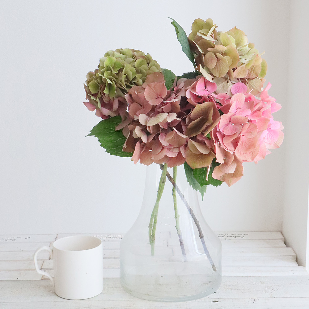 08直前!】アジサイ A.Mガーネット(ピンク〜緑系)15CM アキバナーセリー