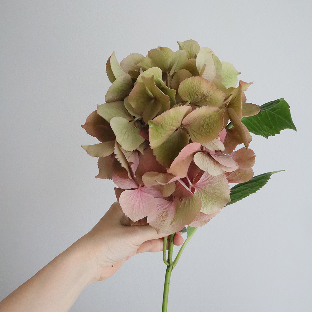 08直前!】アジサイ A.Mガーネット(ピンク〜緑系)15CM アキバナーセリー