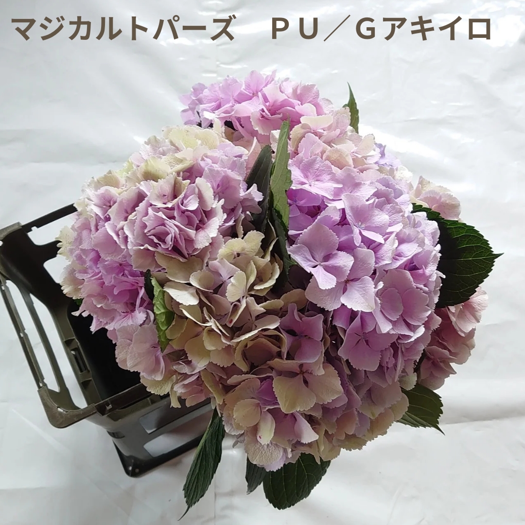 08直前FJ】アジサイ マジカルトパーズ(パープル/緑)60cm JA庄内 佐藤