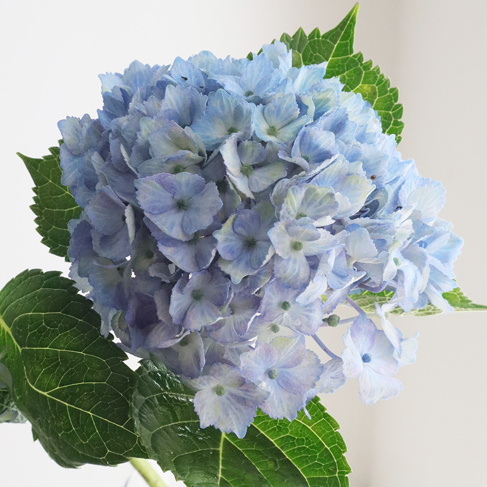 08直前!!!】アジサイ エンヴィ(ブルー系) 2A【生花】 - 花材通販はなど