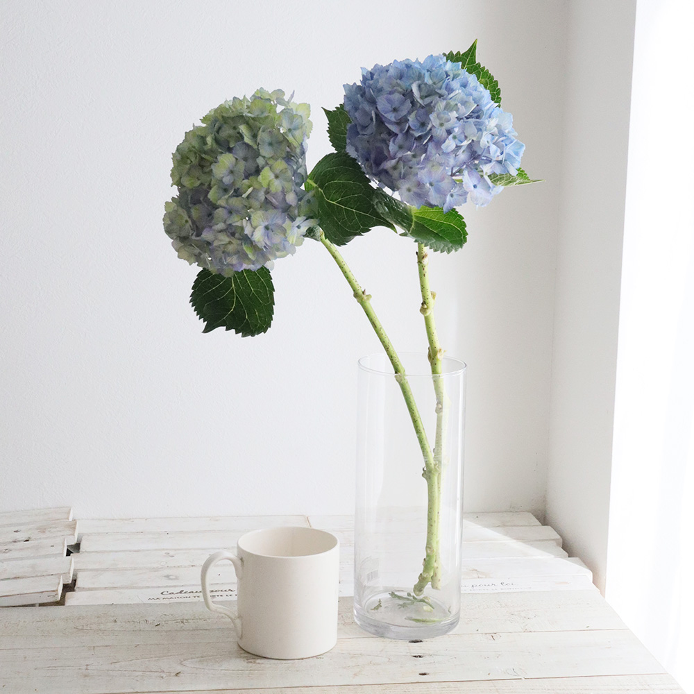 08直前!!!】アジサイ エンヴィ(ブルー系) 2A【生花】 - 花材通販はなど