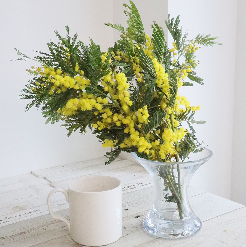 08直前FJ】フランスミモザ(花)30cm 大井川農協 - 花材通販はなどんや