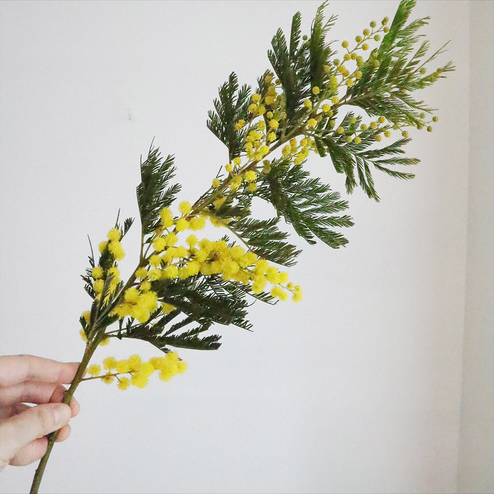 08直前FJ】フランスミモザ(花)40cm 大井川農協 - 花材通販はなどんや