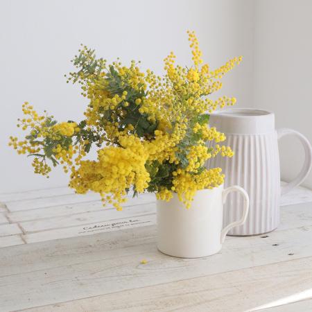 【08直前FJ】<30CM>大井川農協　銀葉ミモザアカシア30cm