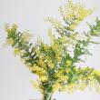 【生花】国産 銀葉ミモザアカシア(花)40cm程度　【OT】