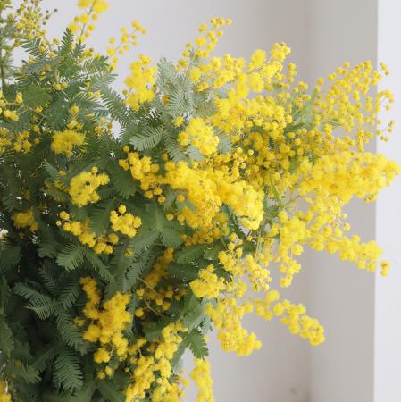 【生花】国産　季咲きミモザアカシア(花)40cm程度　茨城県宮内さん【OT】