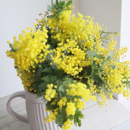【08直前FJ】銀葉ミモザアカシア(花)　50cm　国産【生花】