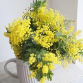 ※販売期間外※【08直前FJ】銀葉ミモザアカシア（花）　50ｃｍ　国産【生花】