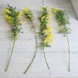 【08直前FJ】銀葉ミモザアカシア(花)　50cm　国産【生花】