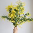【08直前FJ】銀葉ミモザアカシア(花)　50cm　国産【生花】