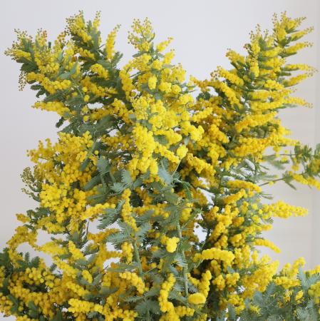 【08直前!FJ】<90CM>銀葉ミモザアカシア　長作園