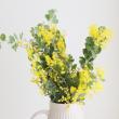 【08直前FJ】国産 真珠葉ミモザアカシア(花)40cm　【生花】