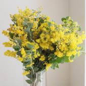 ※販売期間外※【08直前FJ】国産　真珠葉ミモザアカシア（花）　50ｃｍ【生花】