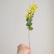 【08直前FJ】国産　真珠葉ミモザアカシア(花)　50cm【生花】