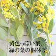 【08直前FJ】国産　真珠葉ミモザアカシア(花)　50cm【生花】