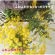 【08直前FJ】国産　真珠葉ミモザアカシア(花)　50cm【生花】