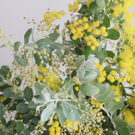 【08直前FJ】<60cm>国産　真珠葉ミモザアカシア(花)　【生花】
