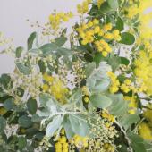 ※販売期間外※【08直前FJ】＜60ｃｍ＞国産　真珠葉ミモザアカシア（花）　【生花】