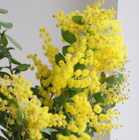 【08直前FJ】<70-80cm真珠葉>ミモザアカシア(花)千葉県明石さん【生花】