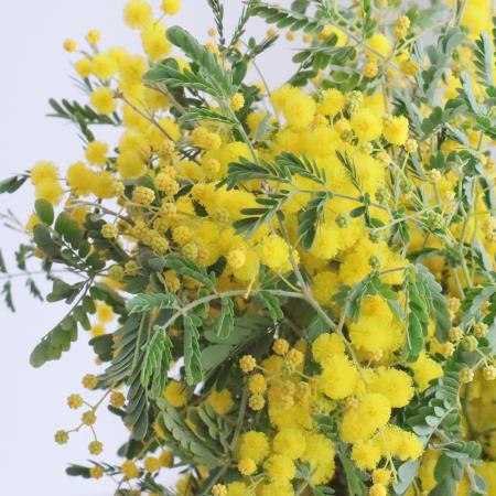 【08直前FJ】豆葉ミモザアカシア　スペクタビリス(花)40-50cm程度　千葉県など　【OR-13】