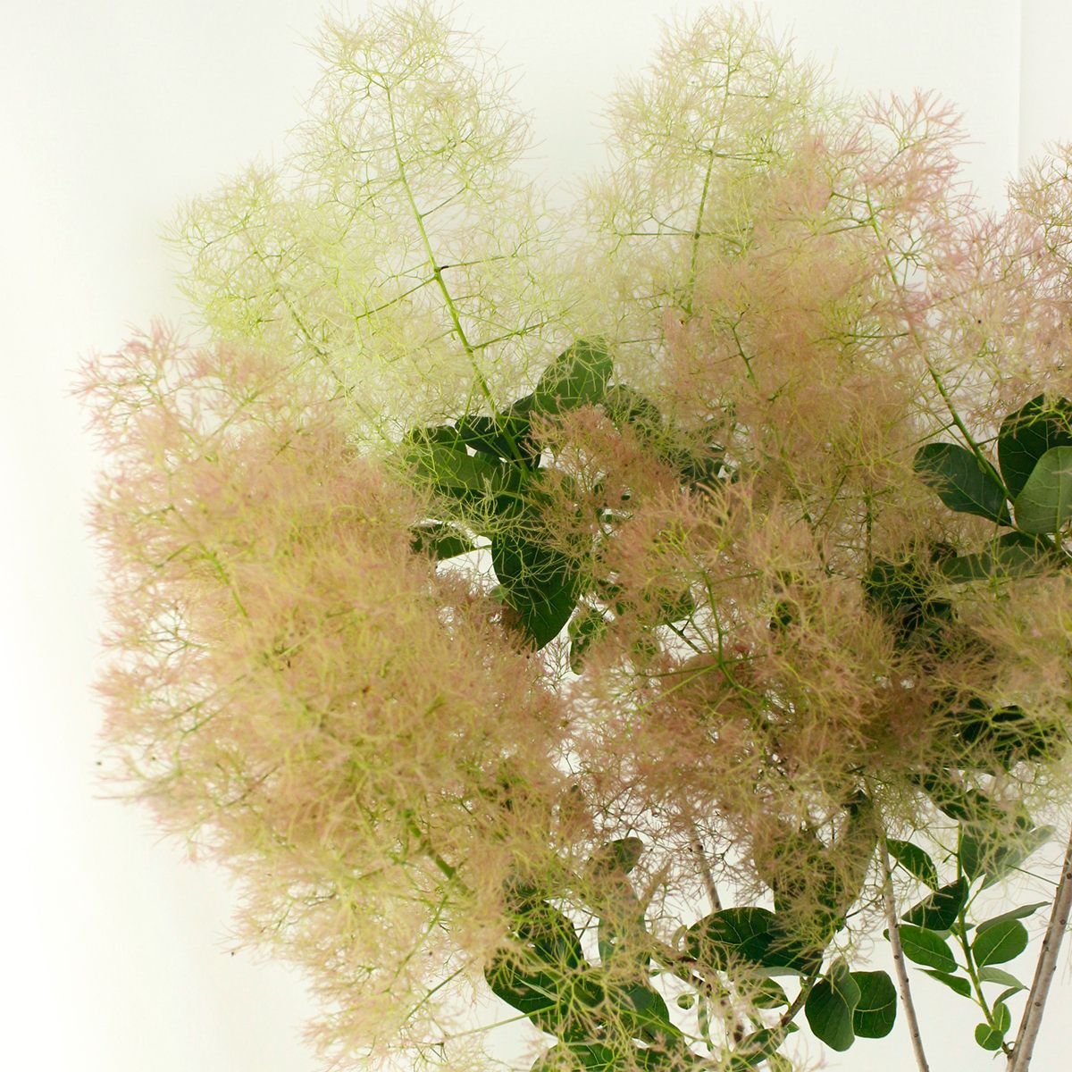 生花】スモークツリー 品種おまかせ(ヤングレディーなど)80cm 生花】スモークツリー 品種おまかせ(ヤングレディーなど)80cm