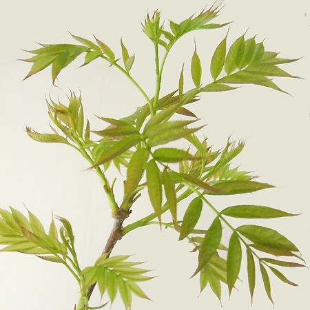 【生花】ナナカマド100センチ程度　新芽　山形県おきたま他