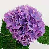 あじさい様 リクエスト 3点 まとめ商品 生花】青木園芸さんのフレッシュアジサイ(パープル系) 中サイズ